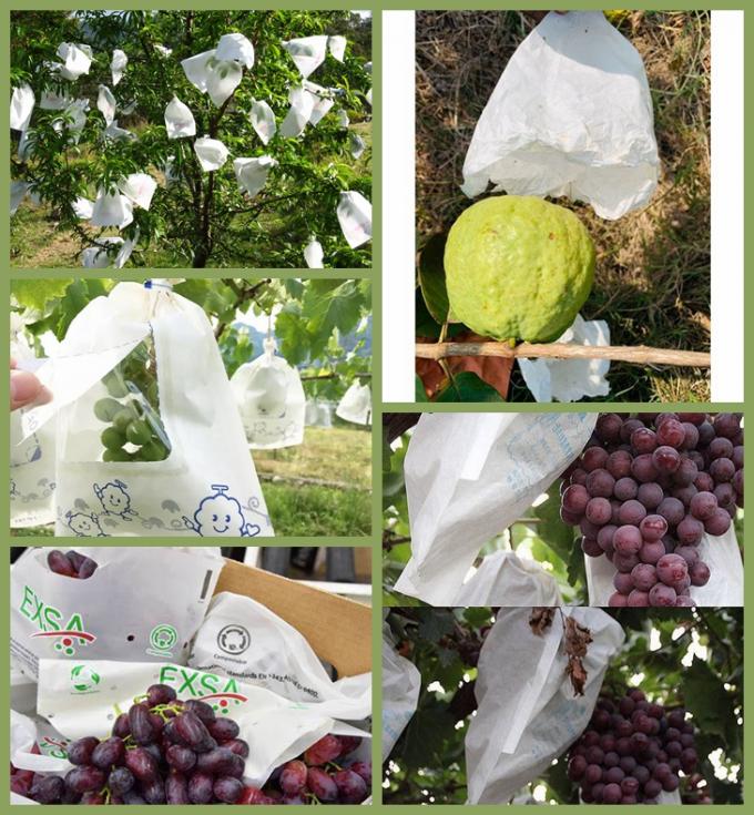 Έγγραφο περικαλυμμάτων φρούτων από τη Co. guangzhou bmpaper, ΕΠΕ
